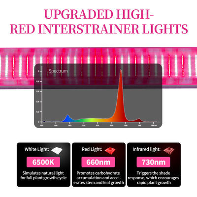5-Year Warranty Customizable Dimmable Hydroponic Rack Deep Red Full Spectrum 4ft 120W/150W Under Canopy LED Grow Light for Bloom