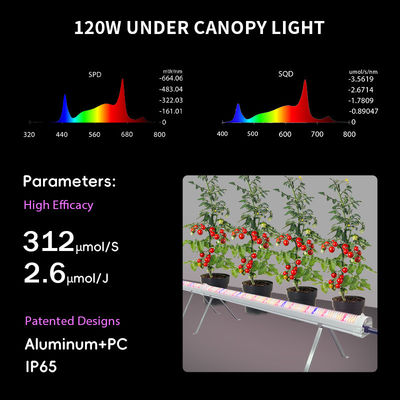 Customized Full Spectrum Dimmable 120W 150W 4Ft Grow Light Under Inter Canopy LED for Micro-green