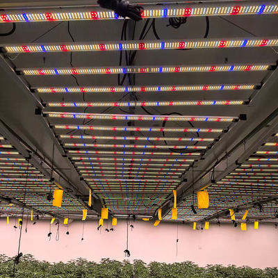 ANDY 800W Bar Style Led Grow Light Full Spectrum Best Foldable Customized Ip66 4X4FT Samsung Chip LM301H EVO LM281B