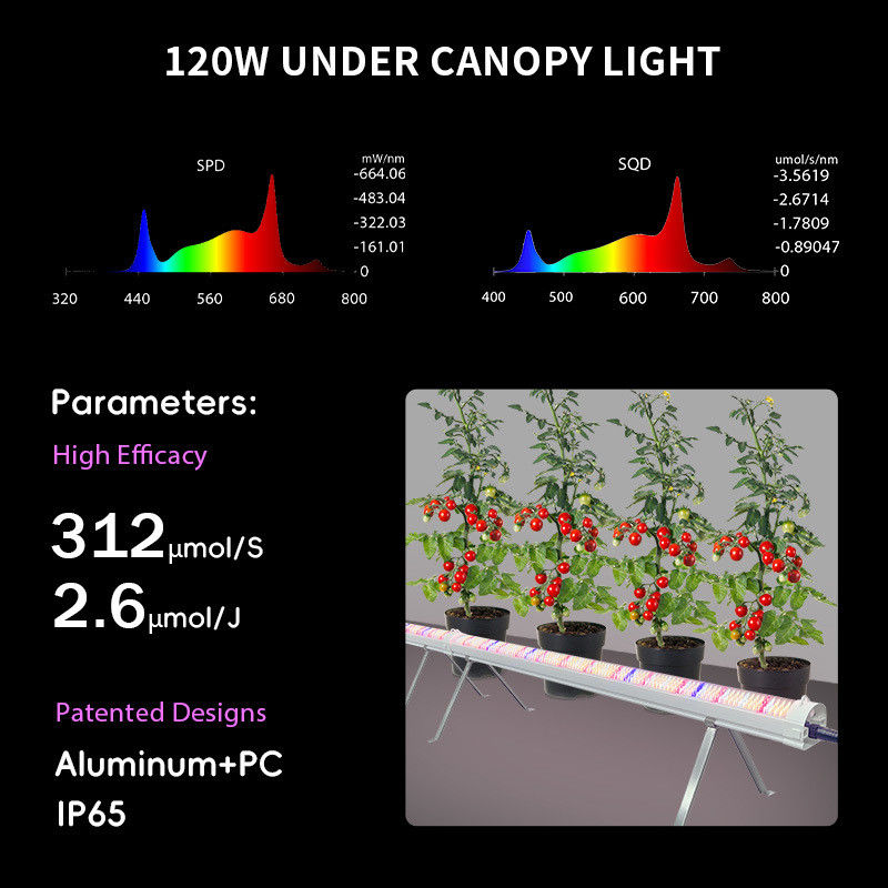Customized Full Spectrum Dimmable 120W 150W 4Ft Grow Light Under Inter Canopy LED for Micro-green