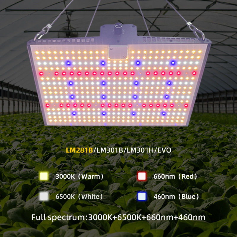 Dimmable LED Grow Light Quantum Board 100W 200W 300W For Household Cultivation