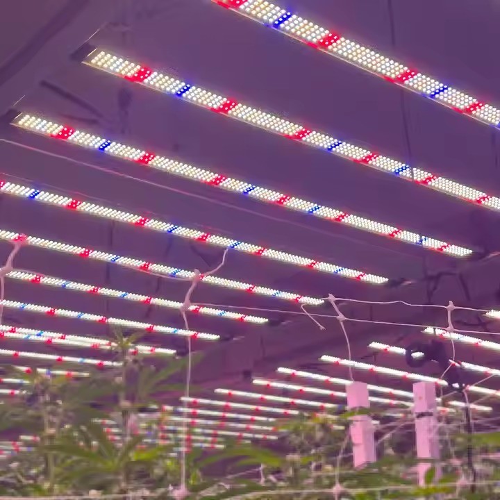 LM281B 800W Full Spectrum Led Plant Grow Lights Customized 240W 320W 480W 640W 720W1000W LM301H EVO for Hydroponic