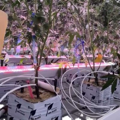 Dimmable High Red 660nm 730nm LM301H EVO LM281B 4Ft 120W 150W Under Canopy Light LED Bar